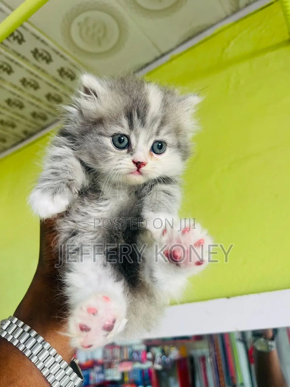 1-3 months Female Purebred Persian