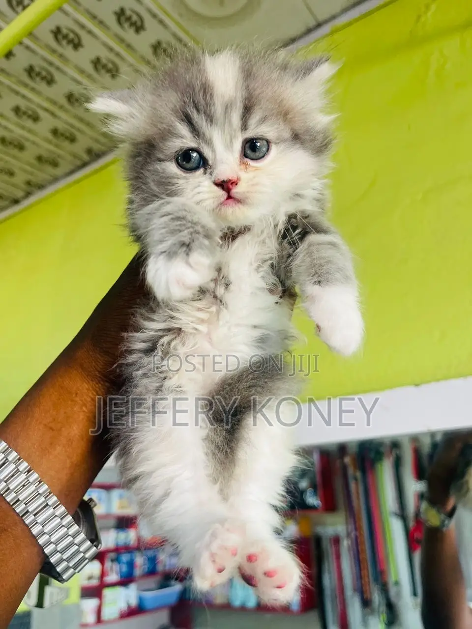 1-3 months Female Purebred Persian