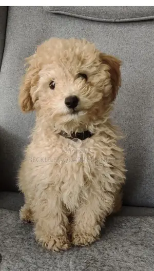 1-3 months Male Purebred Poodle
