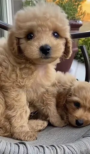 1-3 months Male Purebred Poodle