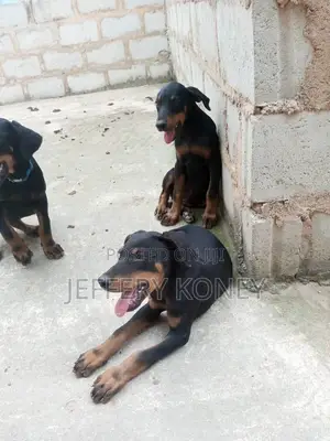 1-3 months Female Purebred Doberman Pinscher
