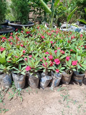 Flowers for Sale