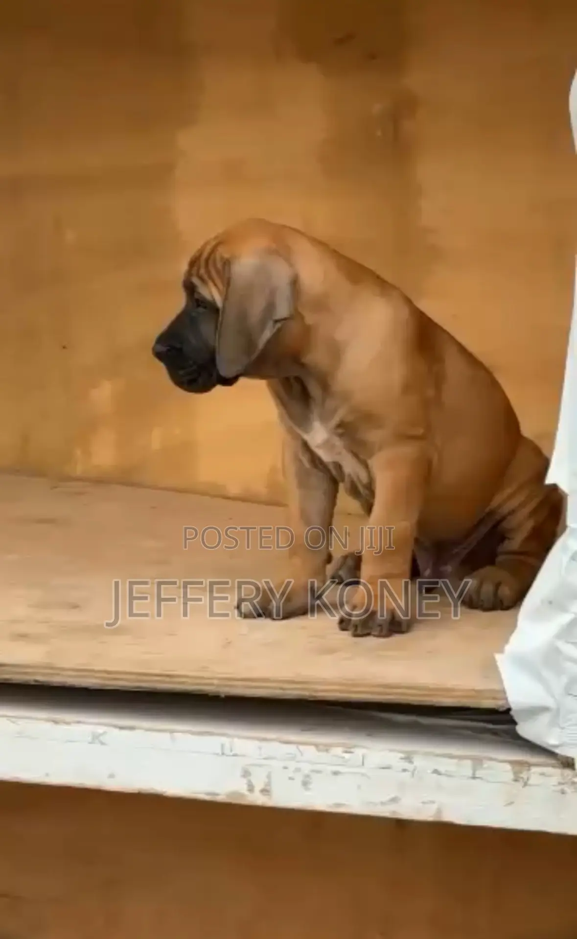 1-3 months Male Purebred Boerboel