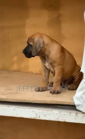 1-3 months Male Purebred Boerboel