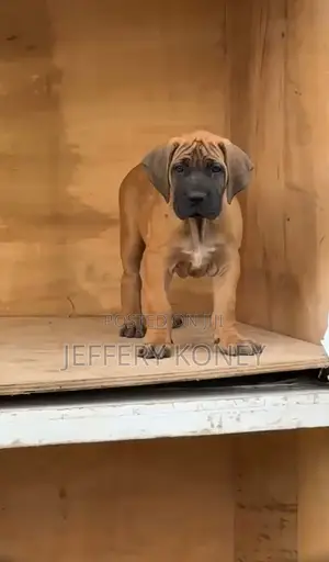 1-3 months Male Purebred Boerboel
