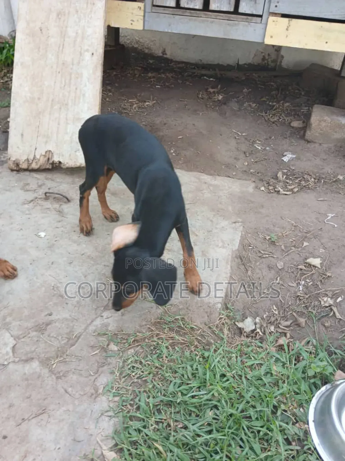 1-3 months Female Purebred Doberman Pinscher