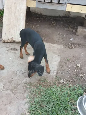 1-3 months Female Purebred Doberman Pinscher