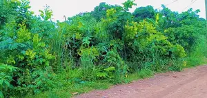 60 Acres Farmland 4sale Ejisu Kubease