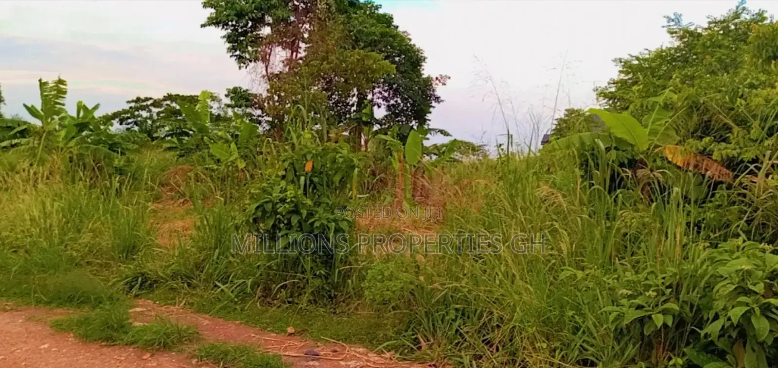 60 Acres Farmland 4sale Ejisu Kubease