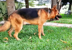 1+ year Male Purebred German Shepherd