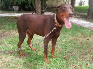 1+ year Male Purebred Doberman Pinscher