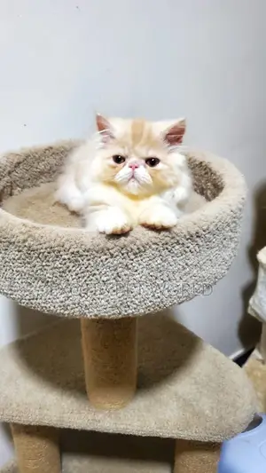 1-3 months Male Purebred Persian