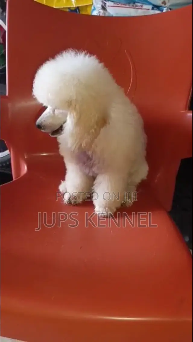 1-3 months Female Purebred Poodle