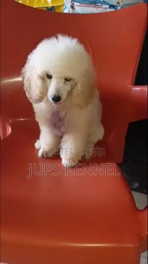 1-3 months Female Purebred Poodle