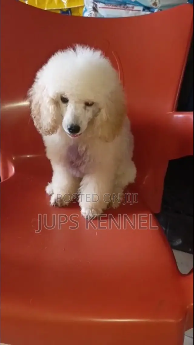 1-3 months Female Purebred Poodle