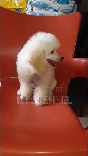 1-3 months Female Purebred Poodle