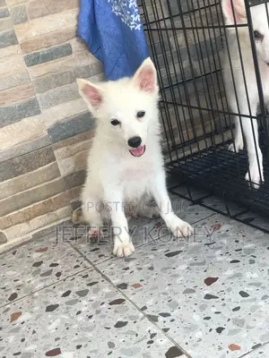 1-3 months Male Purebred American Eskimo
