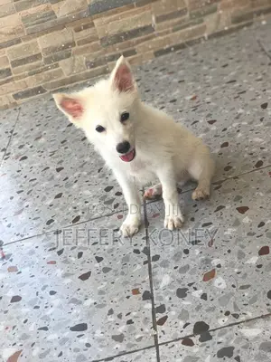 1-3 months Male Purebred American Eskimo