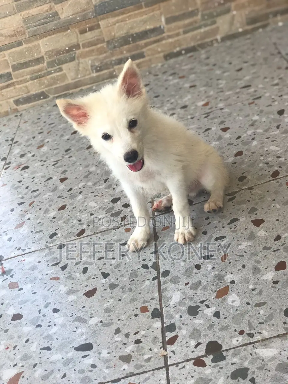 1-3 months Male Purebred American Eskimo