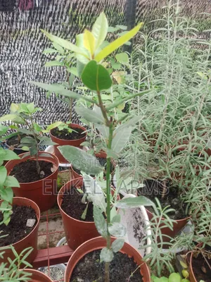 Organic Rosemary and Bayleaf Seedlings for Sale