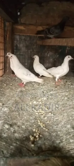 White Doves Both Male And Female