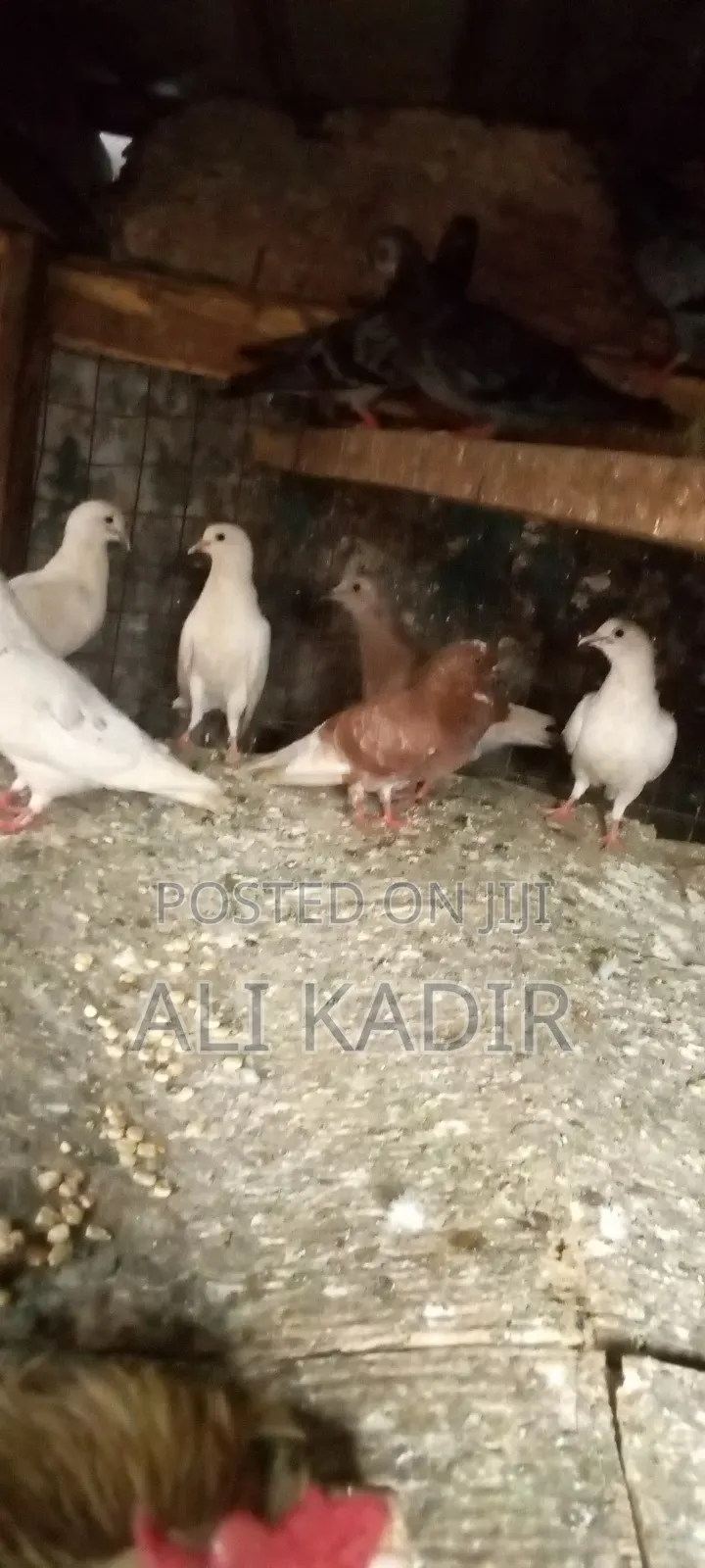 White Doves Both Male And Female