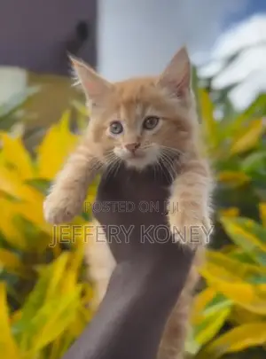 1-3 months Male Purebred Maine Coon