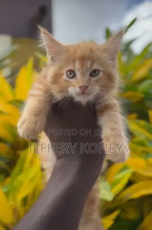 1-3 months Male Purebred Maine Coon