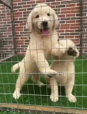 1-3 months Female Purebred Golden Retriever