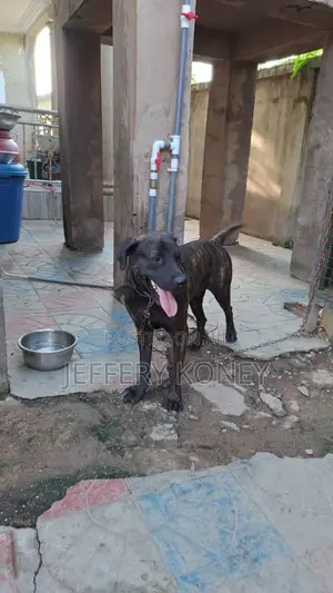 1+ year Male Purebred Boerboel