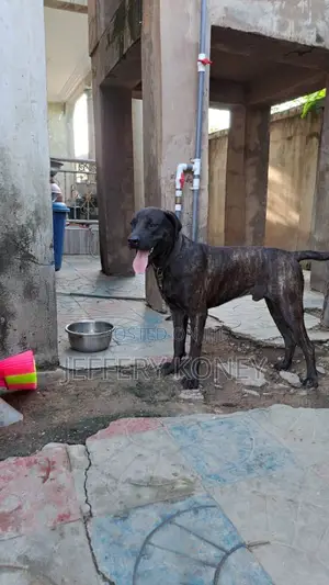 1+ year Male Purebred Boerboel