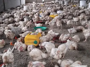 Fresh Broilers for Sale