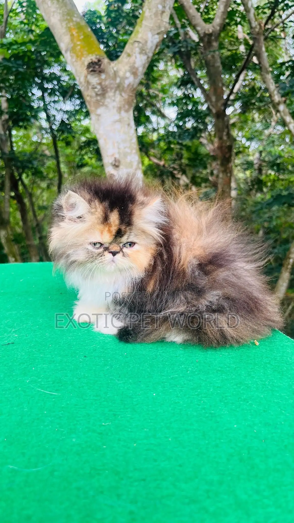 1-3 months Female Purebred Persian