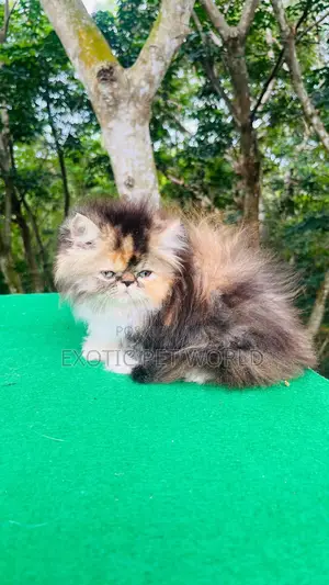 1-3 months Female Purebred Persian