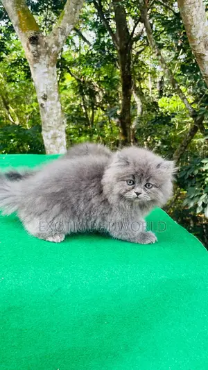 1-3 months Female Purebred Persian