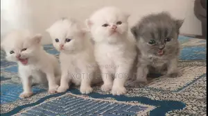 0-1 month Female Purebred Persian