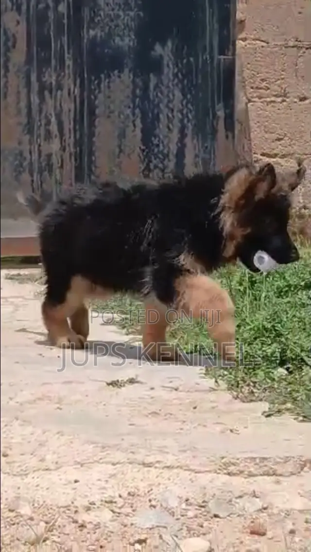 3-6 months Male Purebred German Shepherd