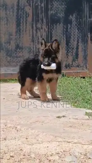 3-6 months Male Purebred German Shepherd