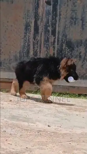 3-6 months Male Purebred German Shepherd
