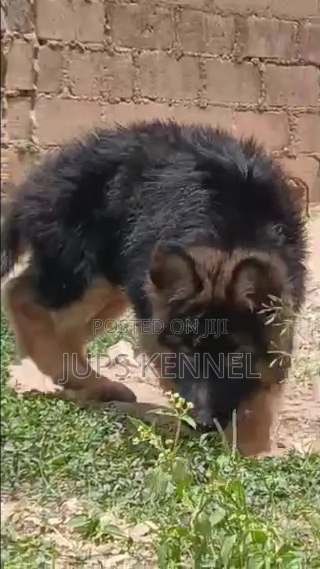3-6 months Male Purebred German Shepherd