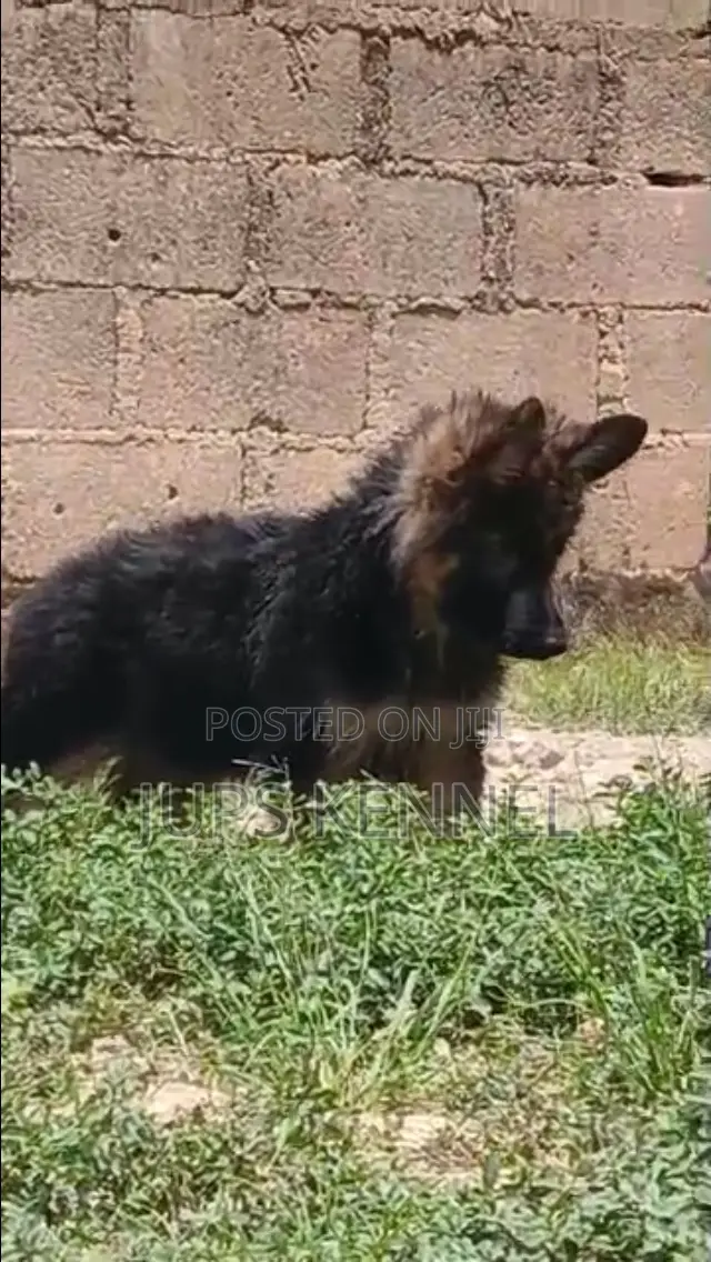 3-6 months Male Purebred German Shepherd