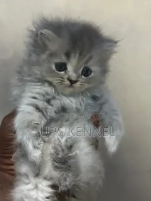 1-3 months Female Purebred Persian
