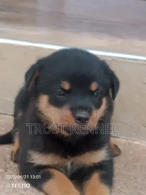 1-3 months Male Purebred Rottweiler