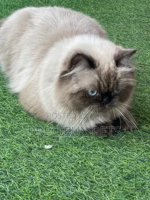 6-12 months Male Purebred Persian