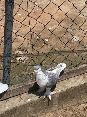 Silver Colored Lahore Pigeons