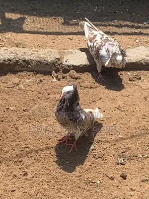 Mixed Colored Jacobin Pigeons