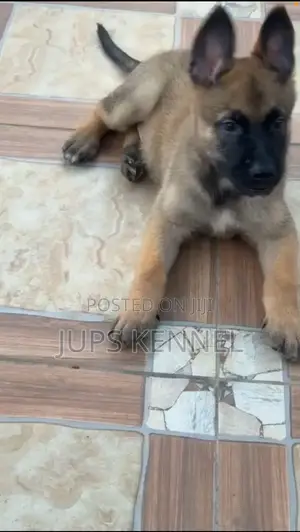 1-3 months Female Purebred Belgian Malinois