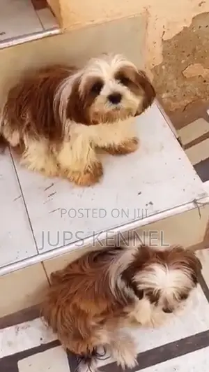 6-12 months Male Purebred Shih Tzu