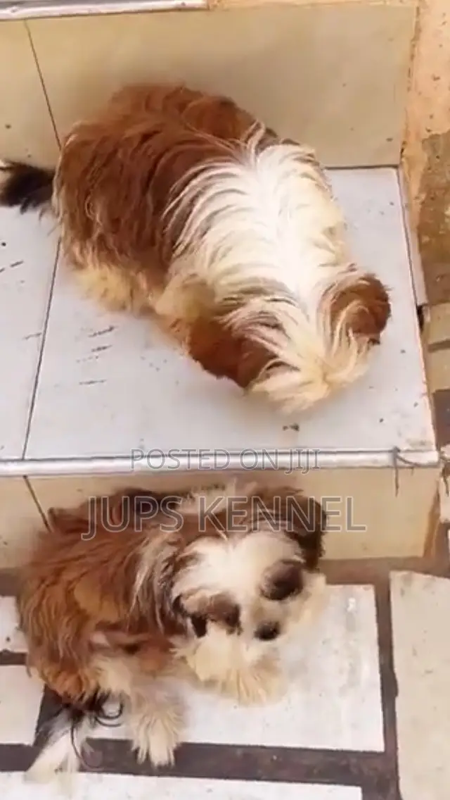 6-12 months Male Purebred Shih Tzu