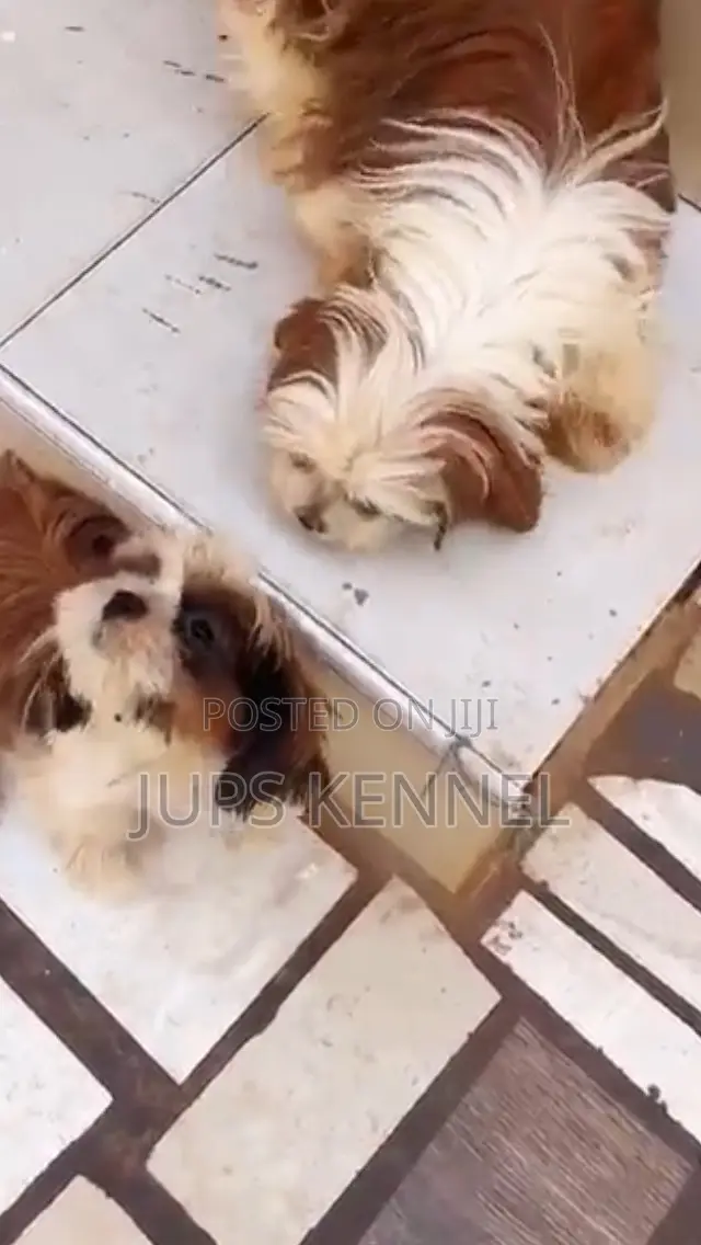 6-12 months Male Purebred Shih Tzu